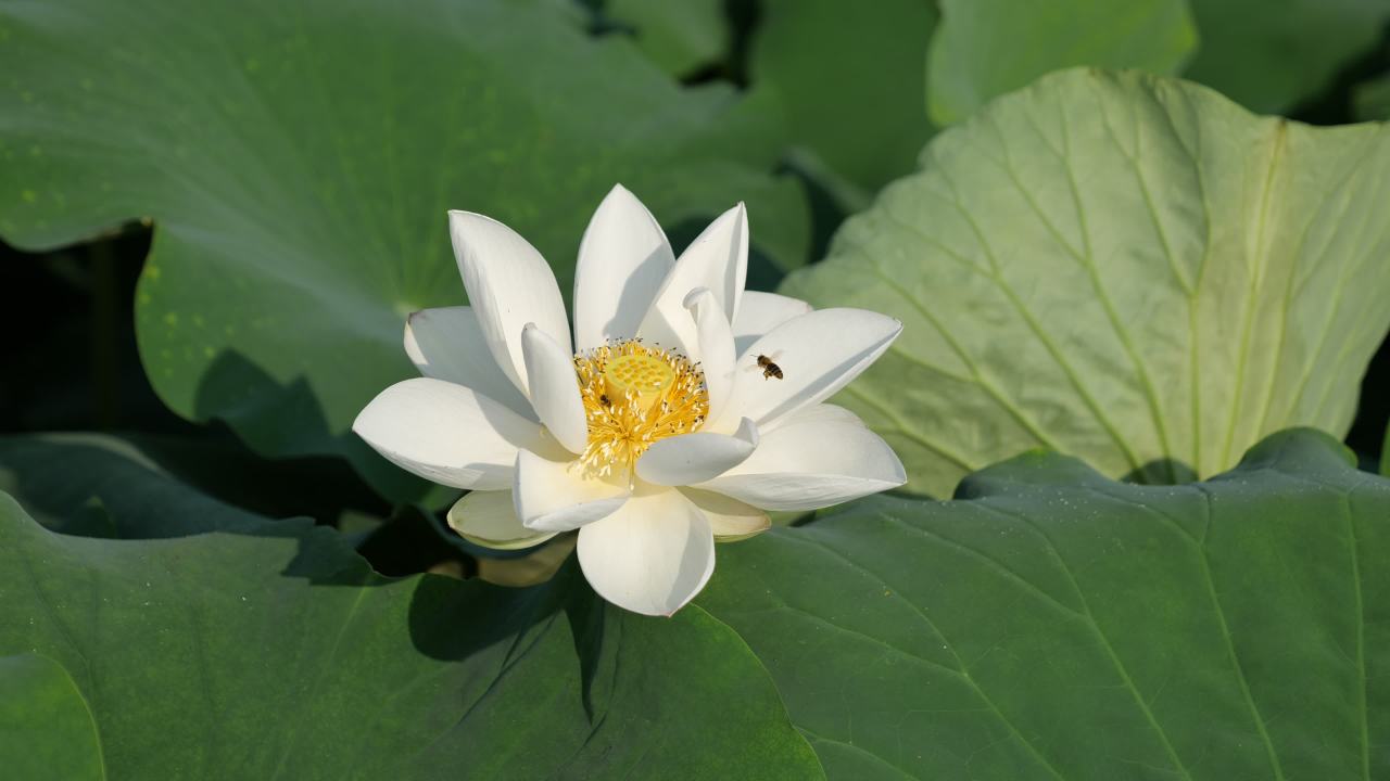 荷花 46