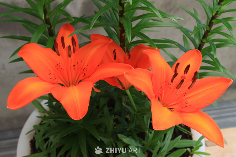 橙色百合盛开的自然美景