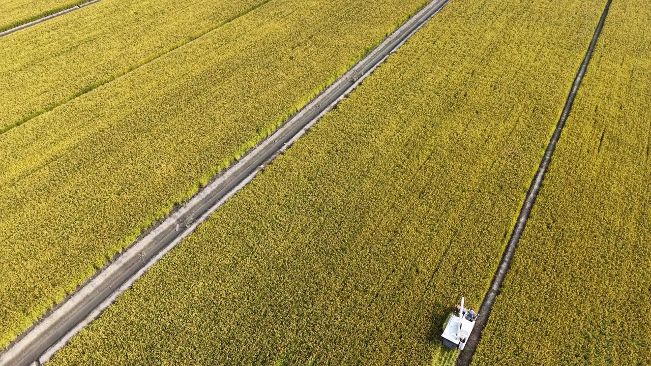 4K航拍江苏苏州稻田秋收 4