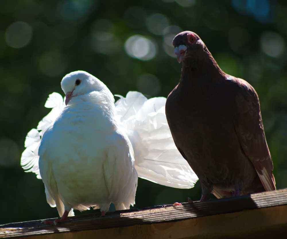 爱鸽子夫妇和平