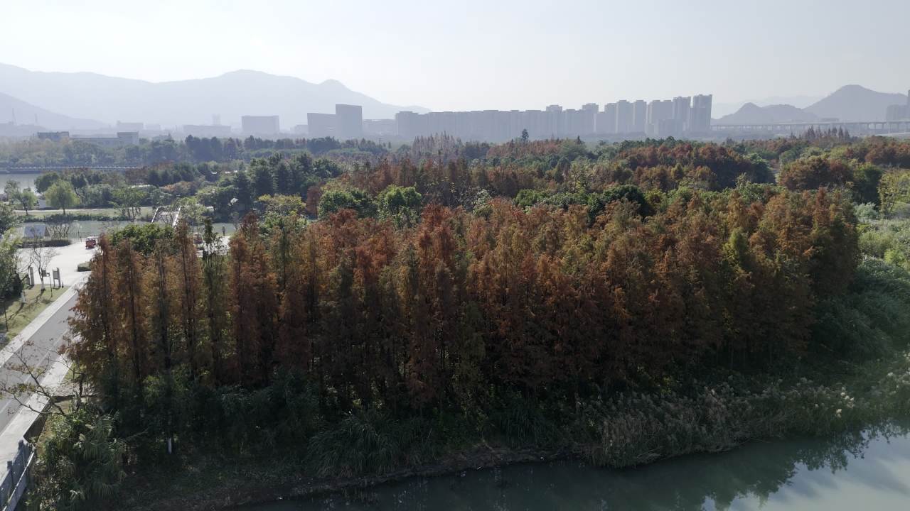 湿地红杉 21