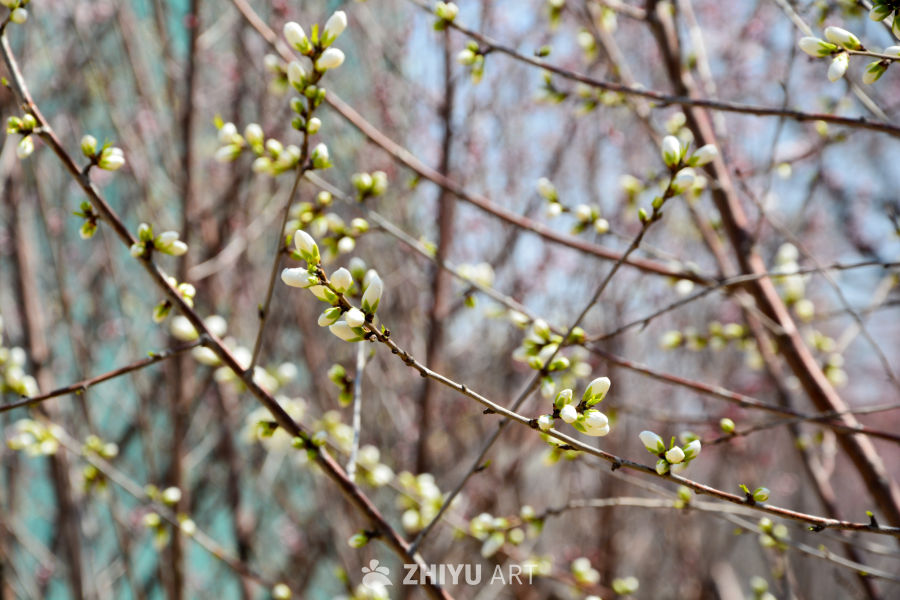 春花山桃