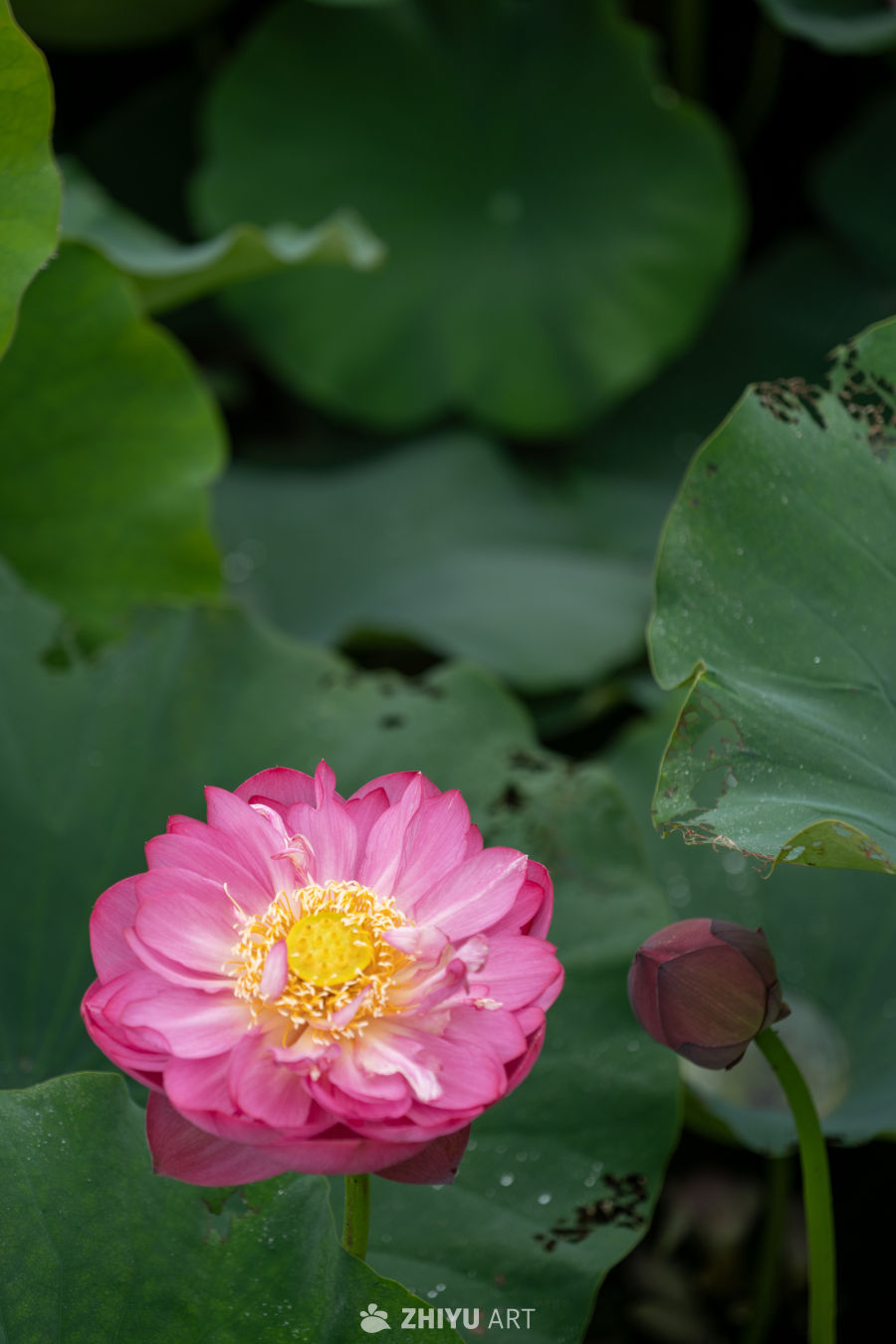 荷花 78