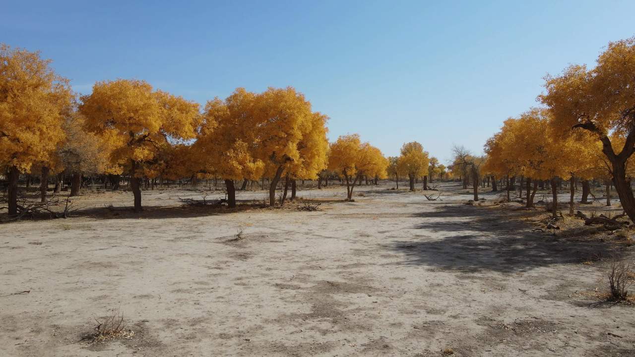 内蒙古额济纳弱水黑城景区无人机穿梭在油画胡杨林 4