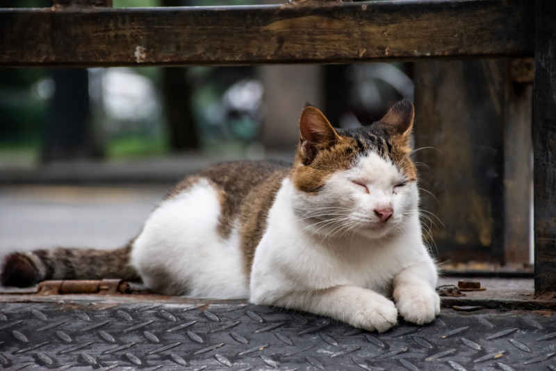 打盹的猫咪