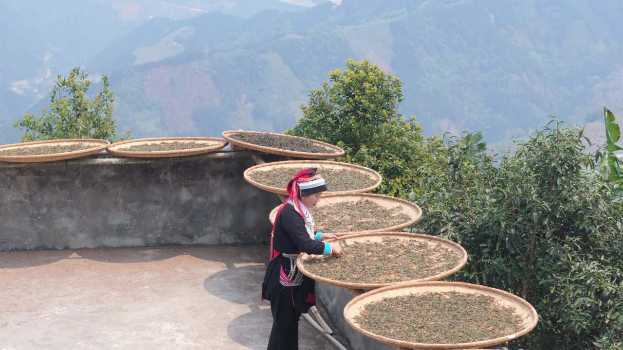 山间晒茶人