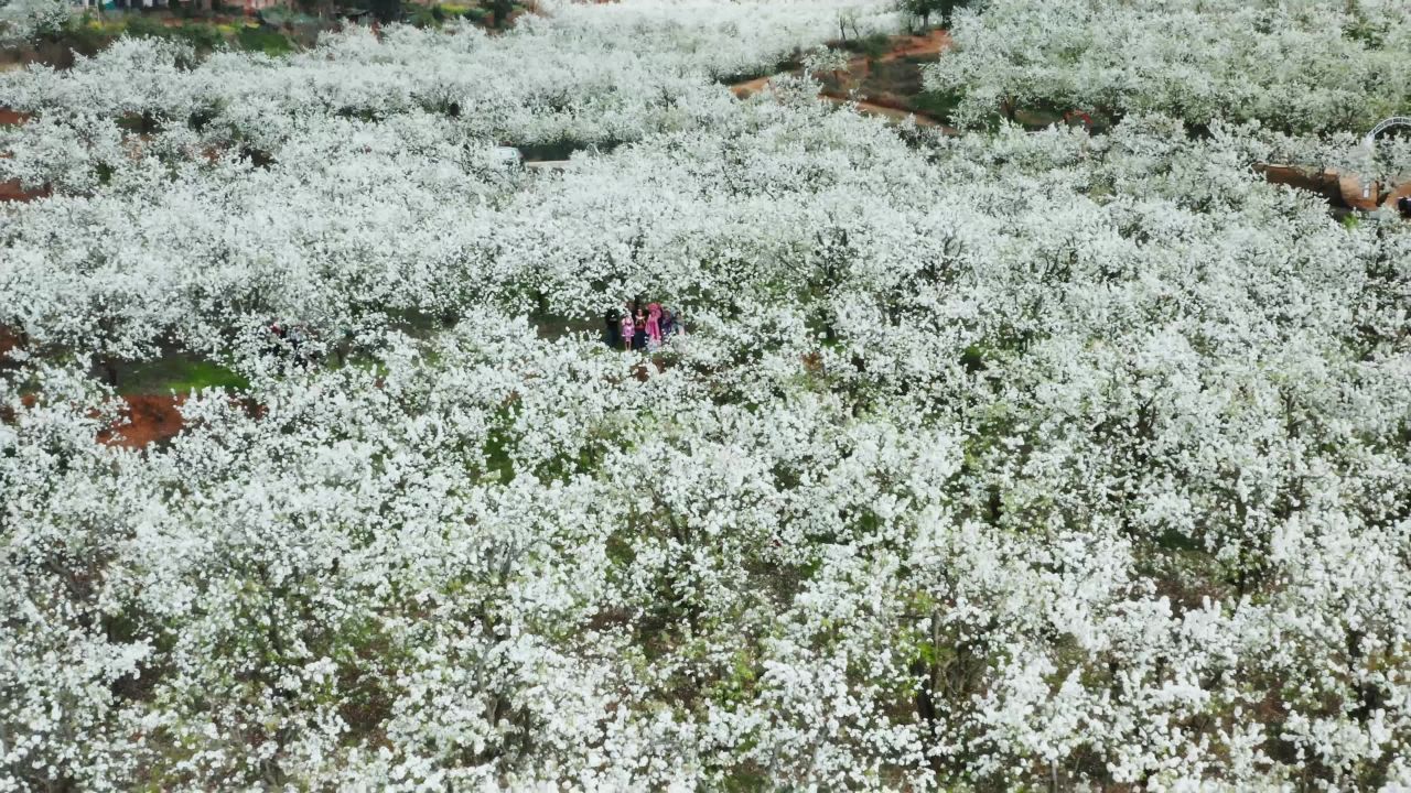 19千亩梨花园 白色梨花 梨树