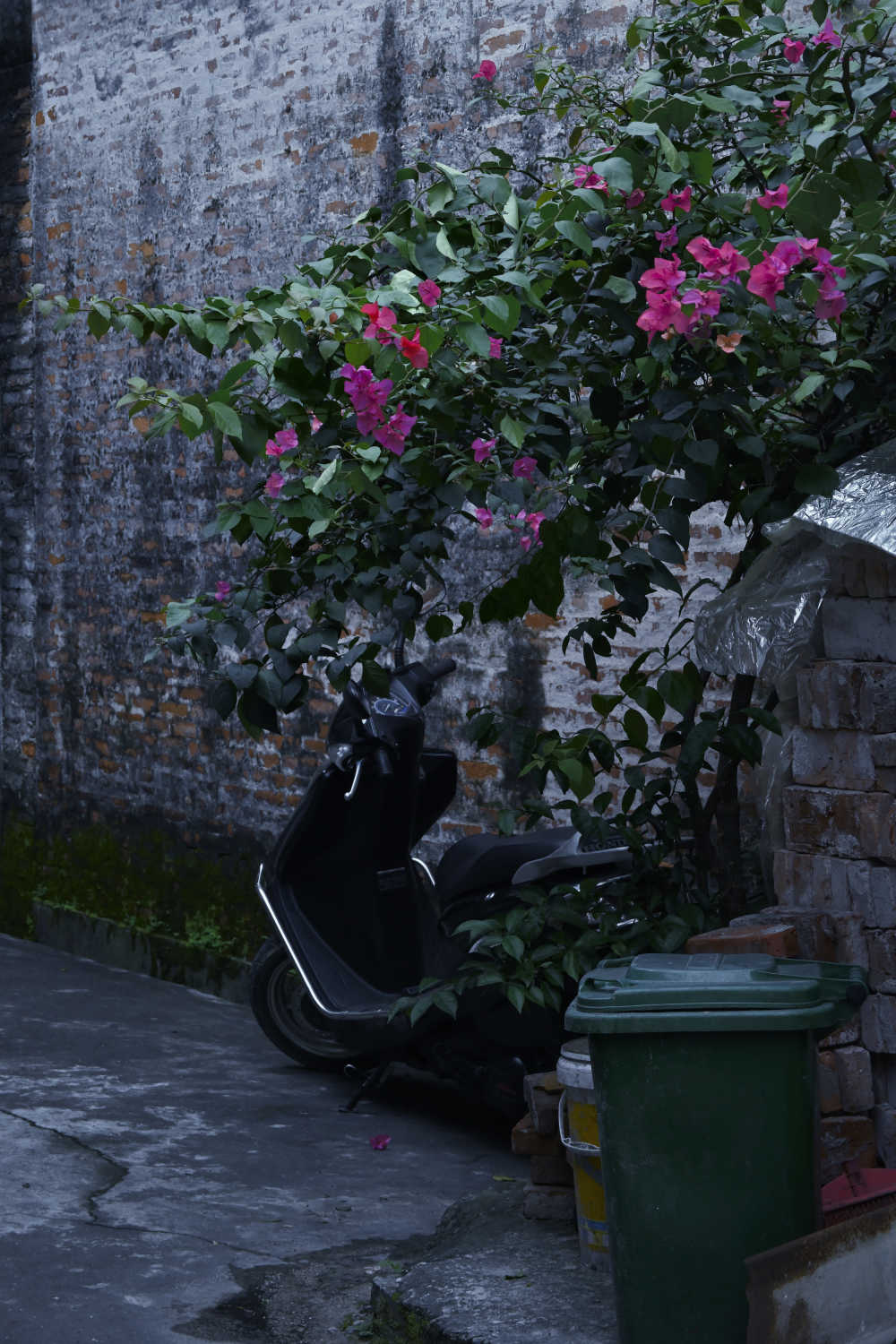 电动车与花