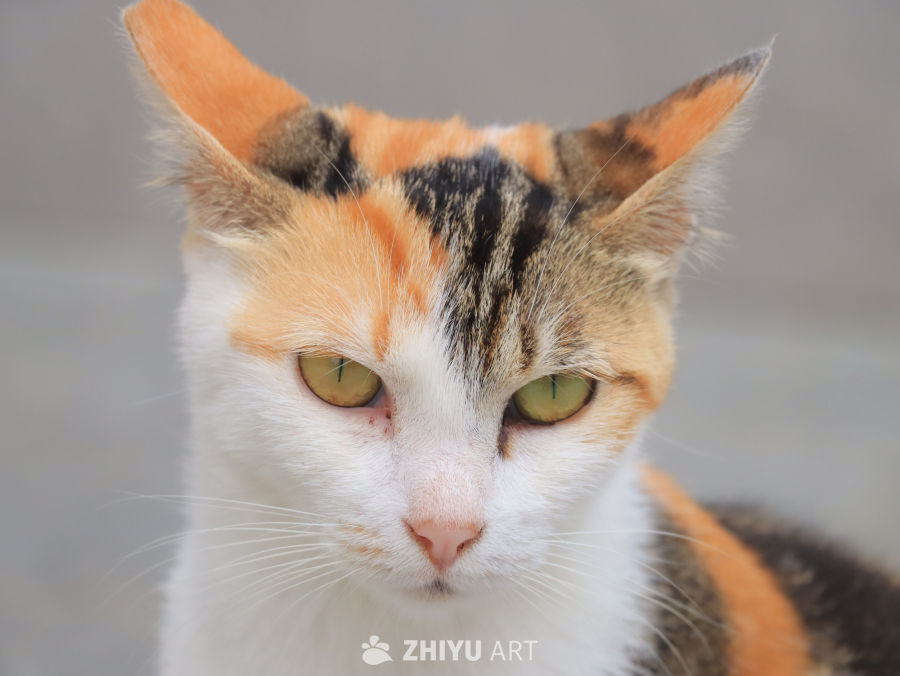 三色猫的凝视