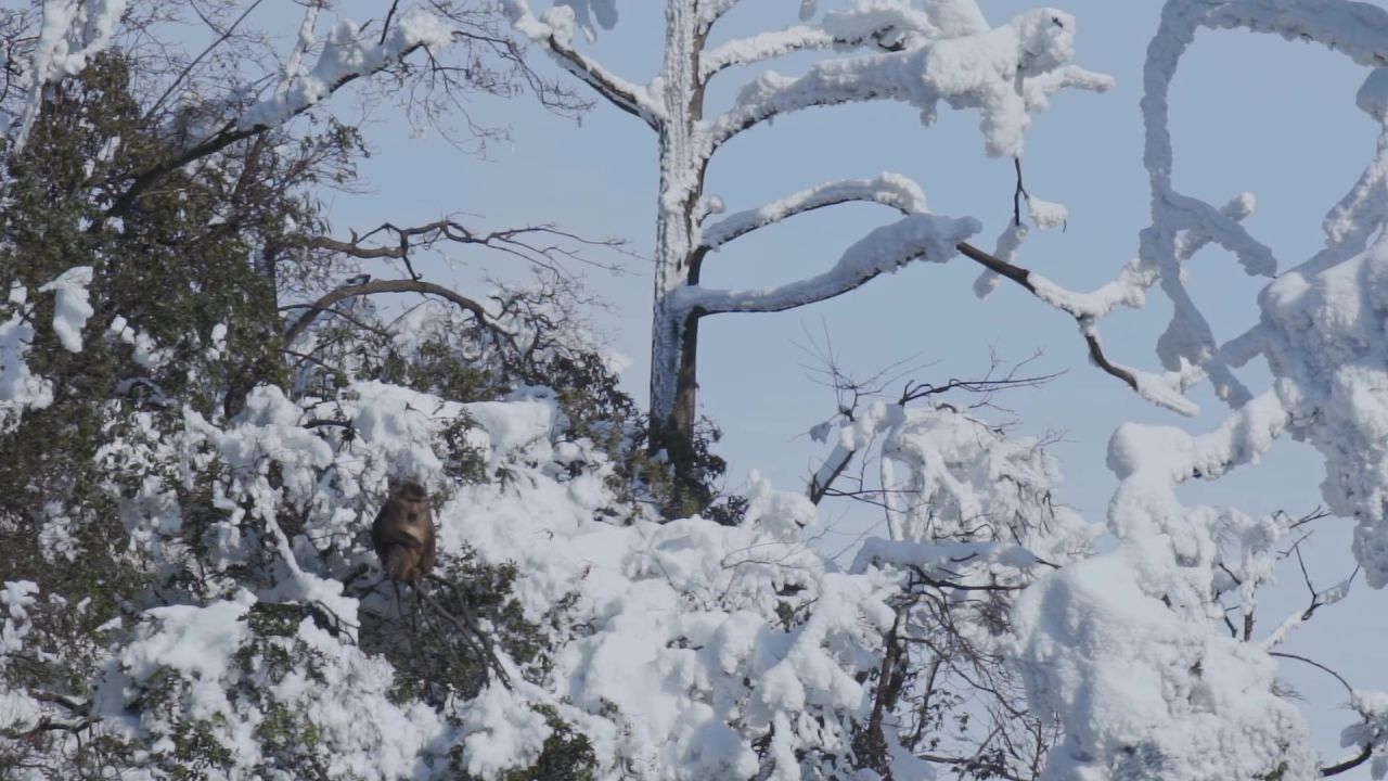 大雪后峨眉山树林中的猴子