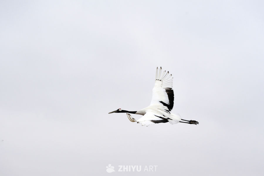 丹顶鹤飞翔，干净背景 6
