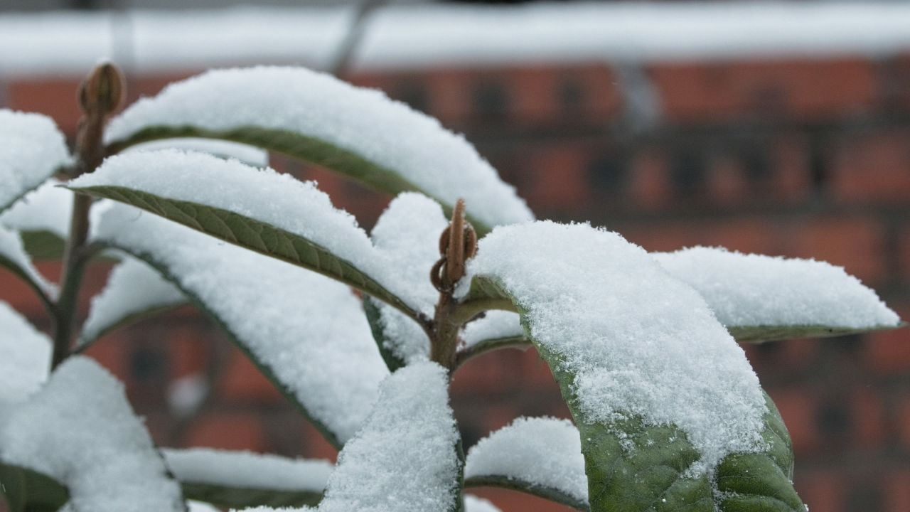 下雪慢镜头升格4K实拍空镜