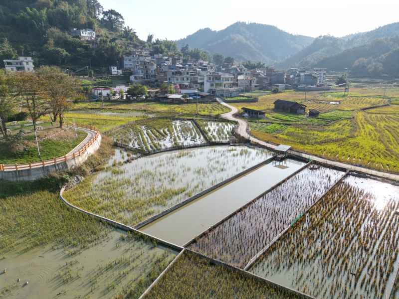 稻田