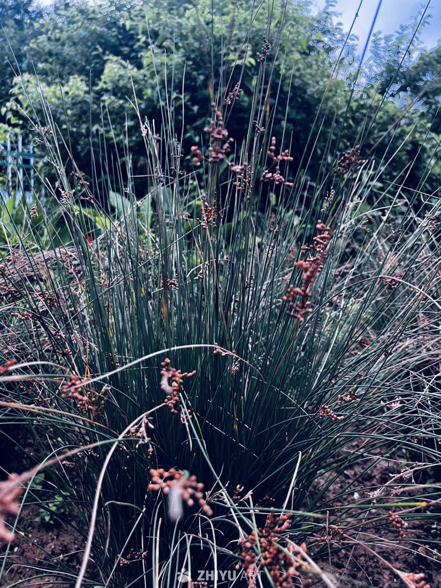 绿意盎然的草地