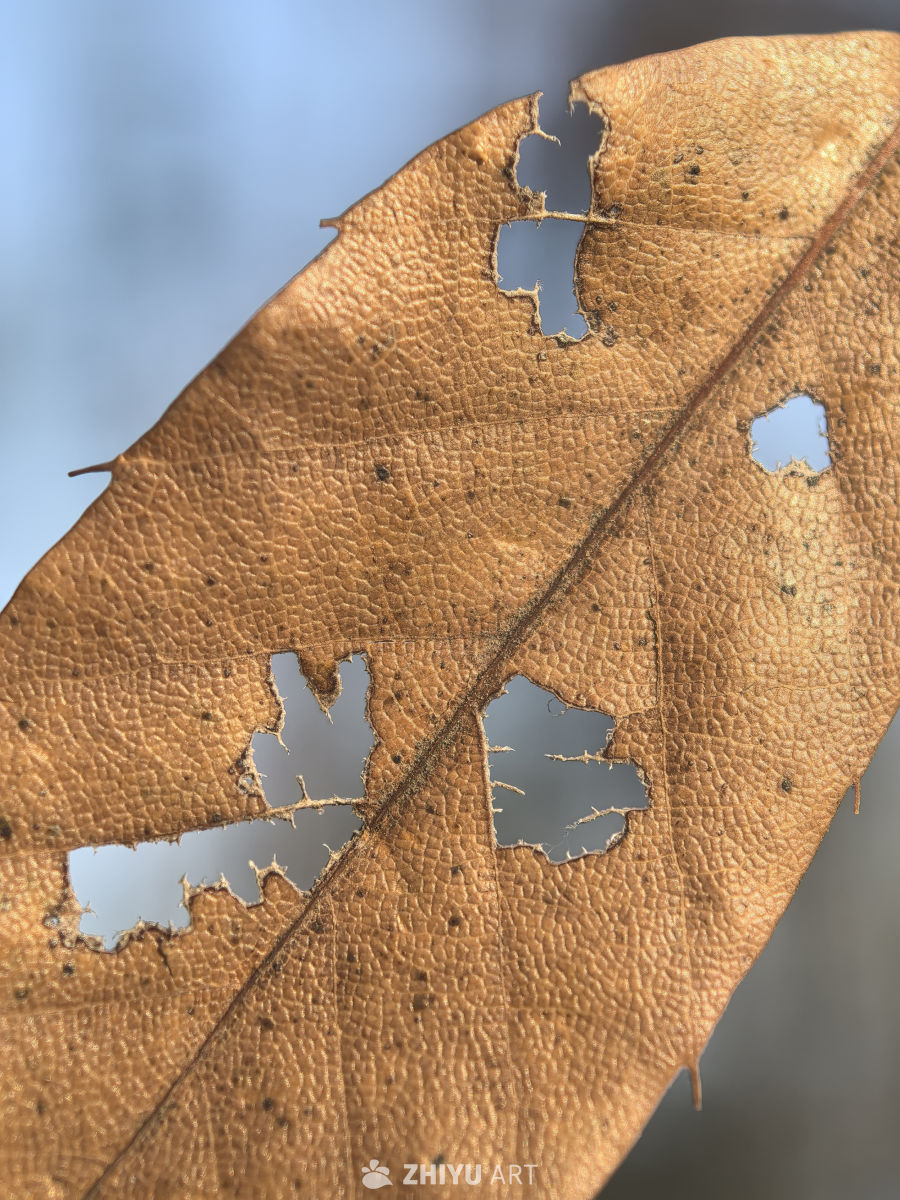 自然世界的奇迹之美