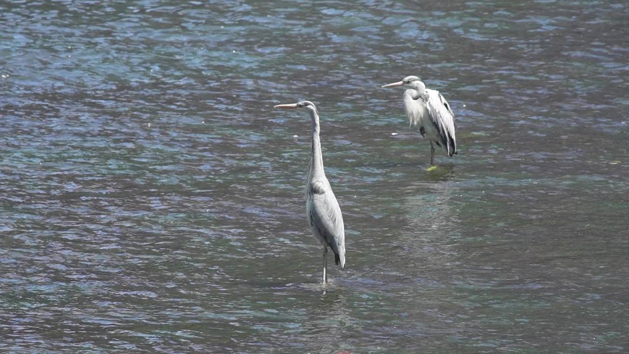 成都九眼桥的鹭鸟 1