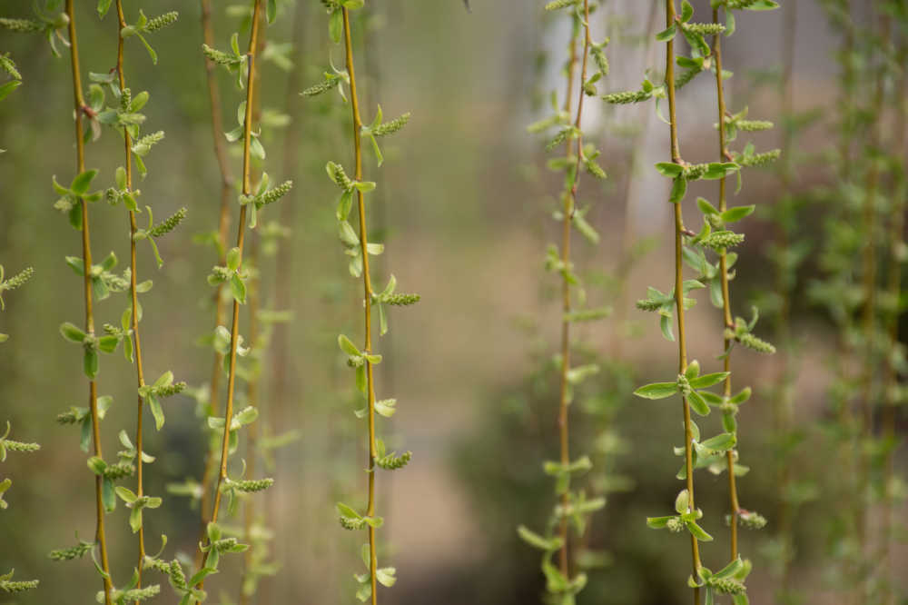 植物 16