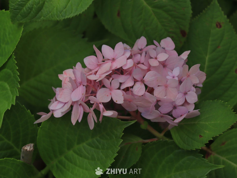 粉嫩绣球花与绿叶