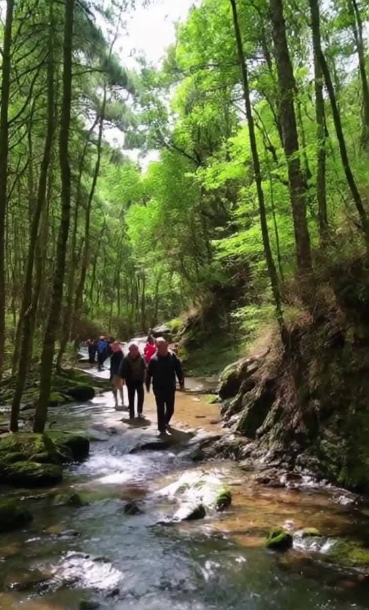 溪边森林徒步，阳光透过树叶洒向溪流。
