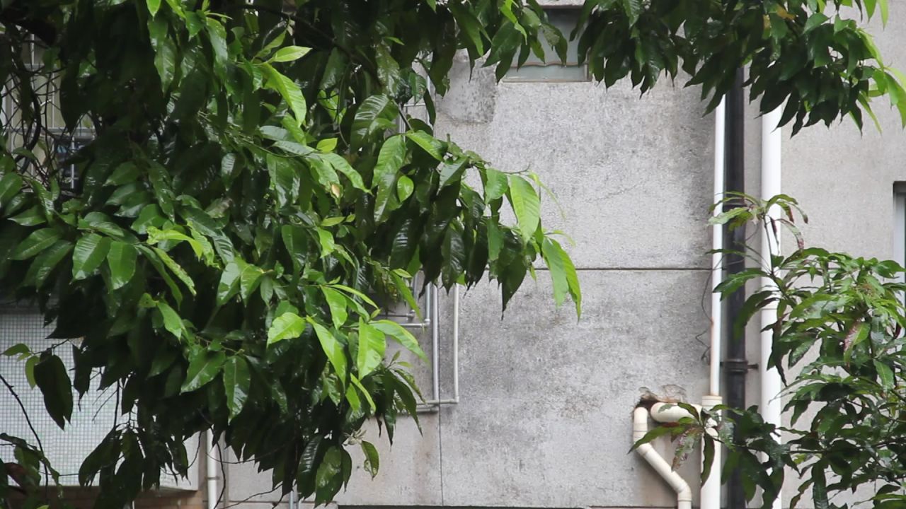 大雨中的白兰树