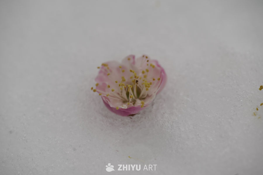 雪中绽放的粉色花