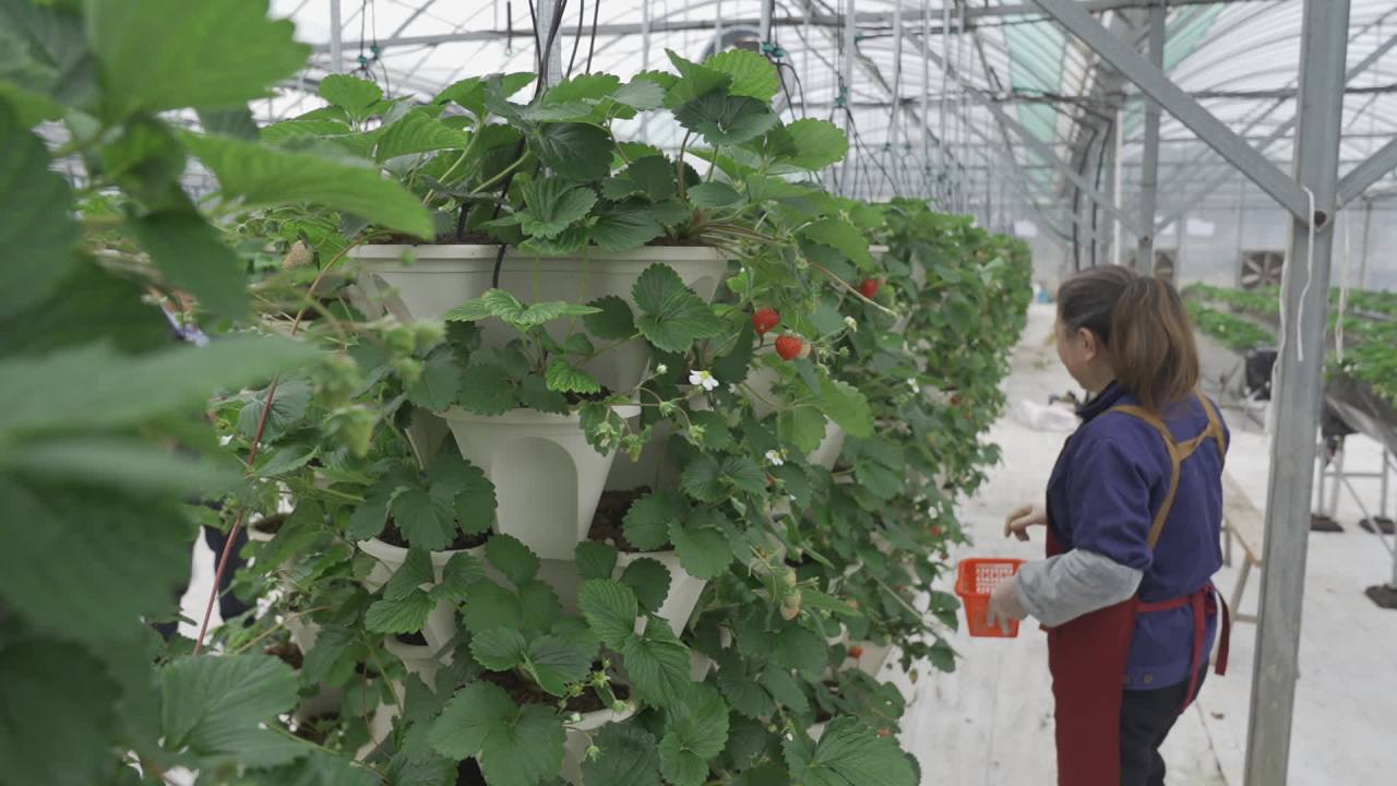 温室草莓 7