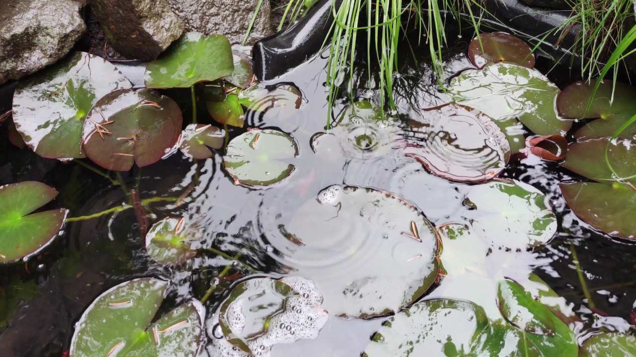 雨中荷塘