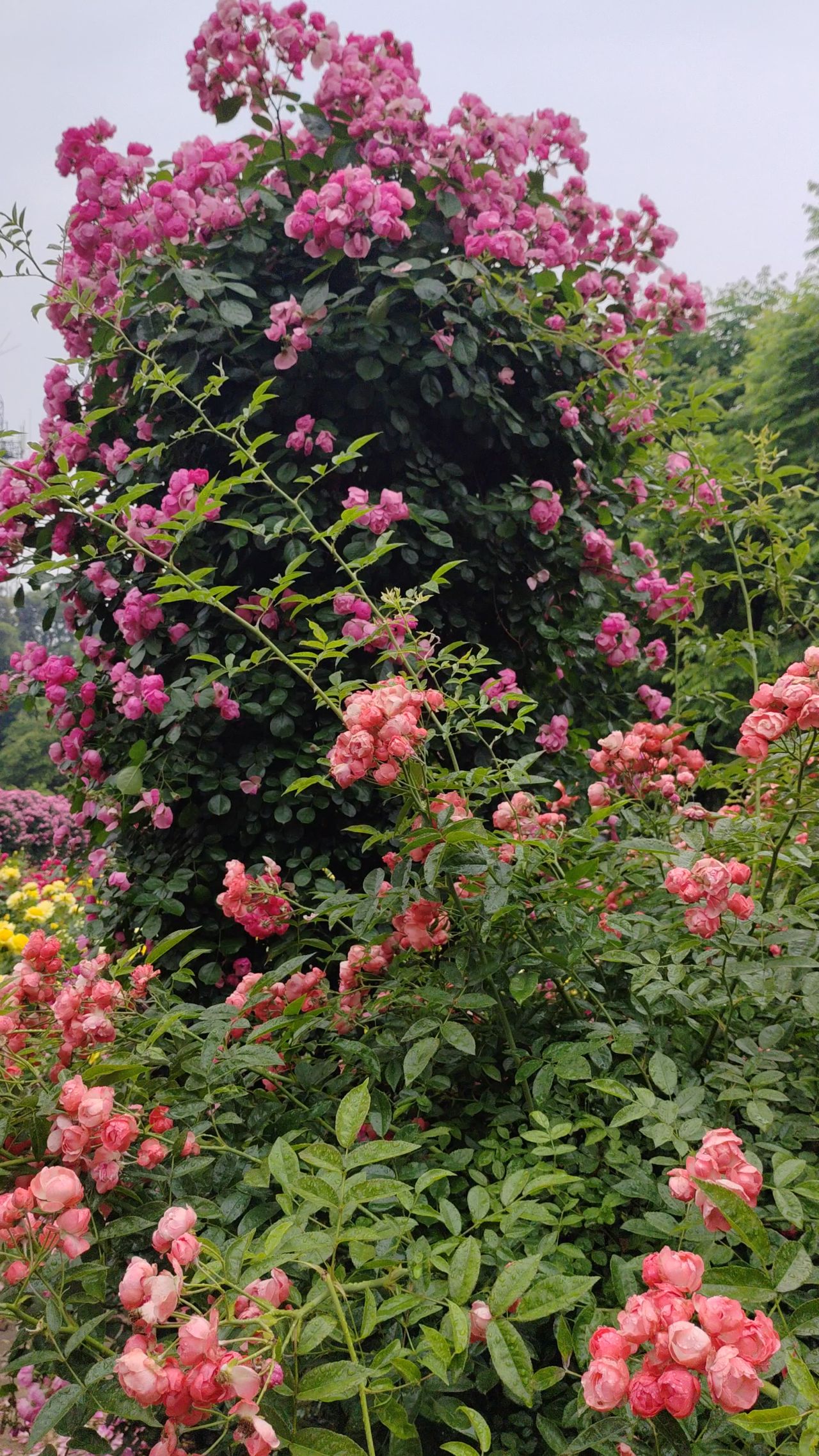 月季花