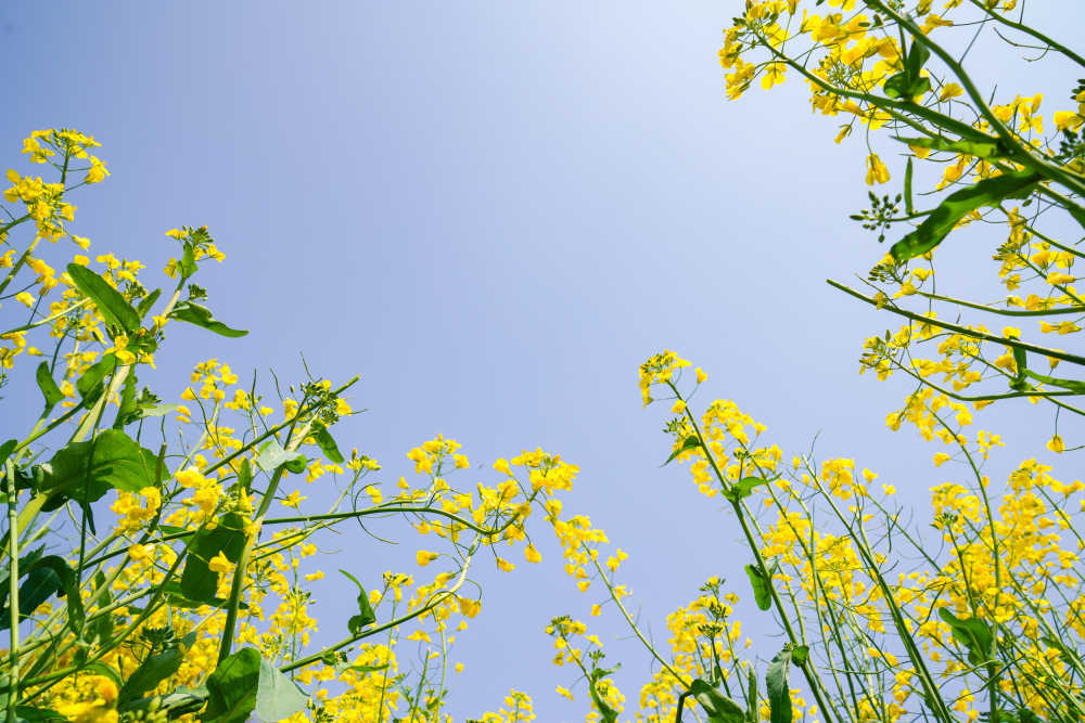 油菜花