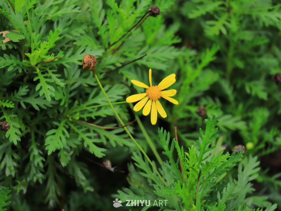 黄花绿叶的宁静时光