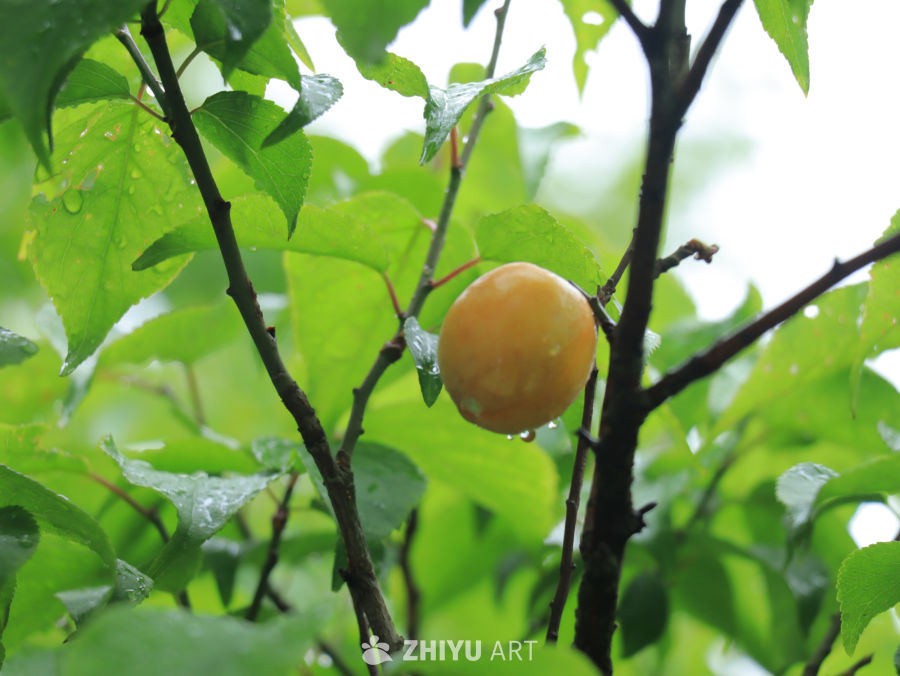 雨后枝头的杏子