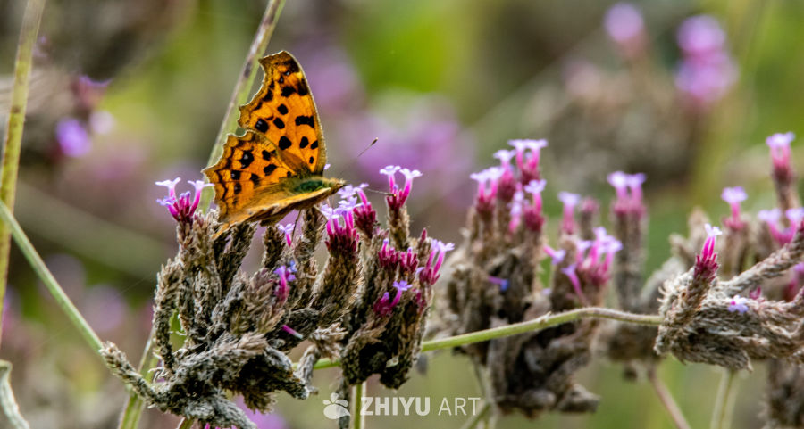 蝴蝶与紫花的静谧时光