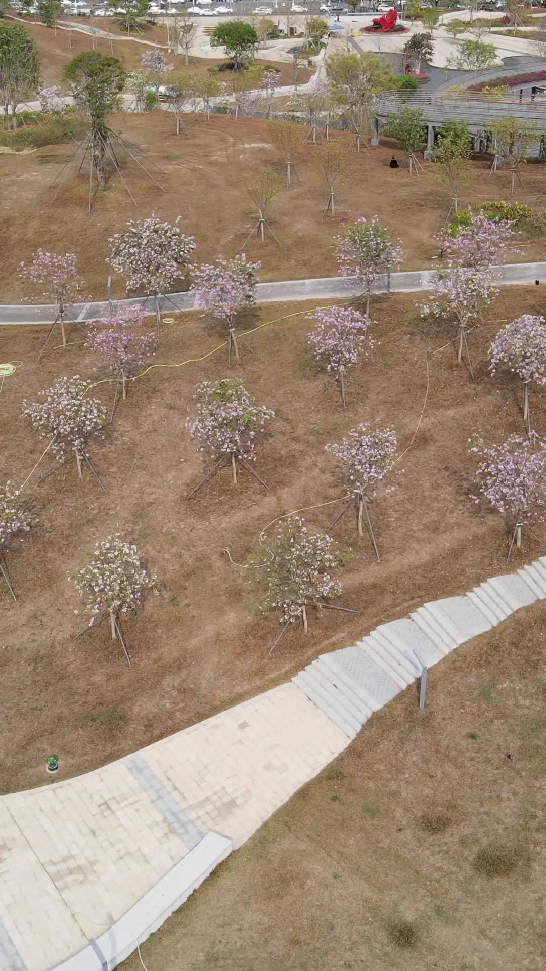 樱花盛开的都市公园