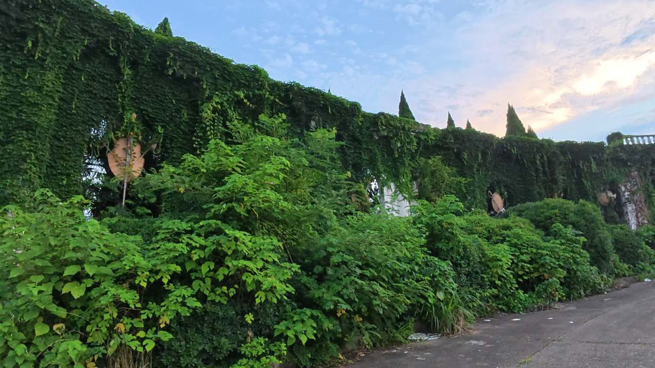 夕阳下的绿墙