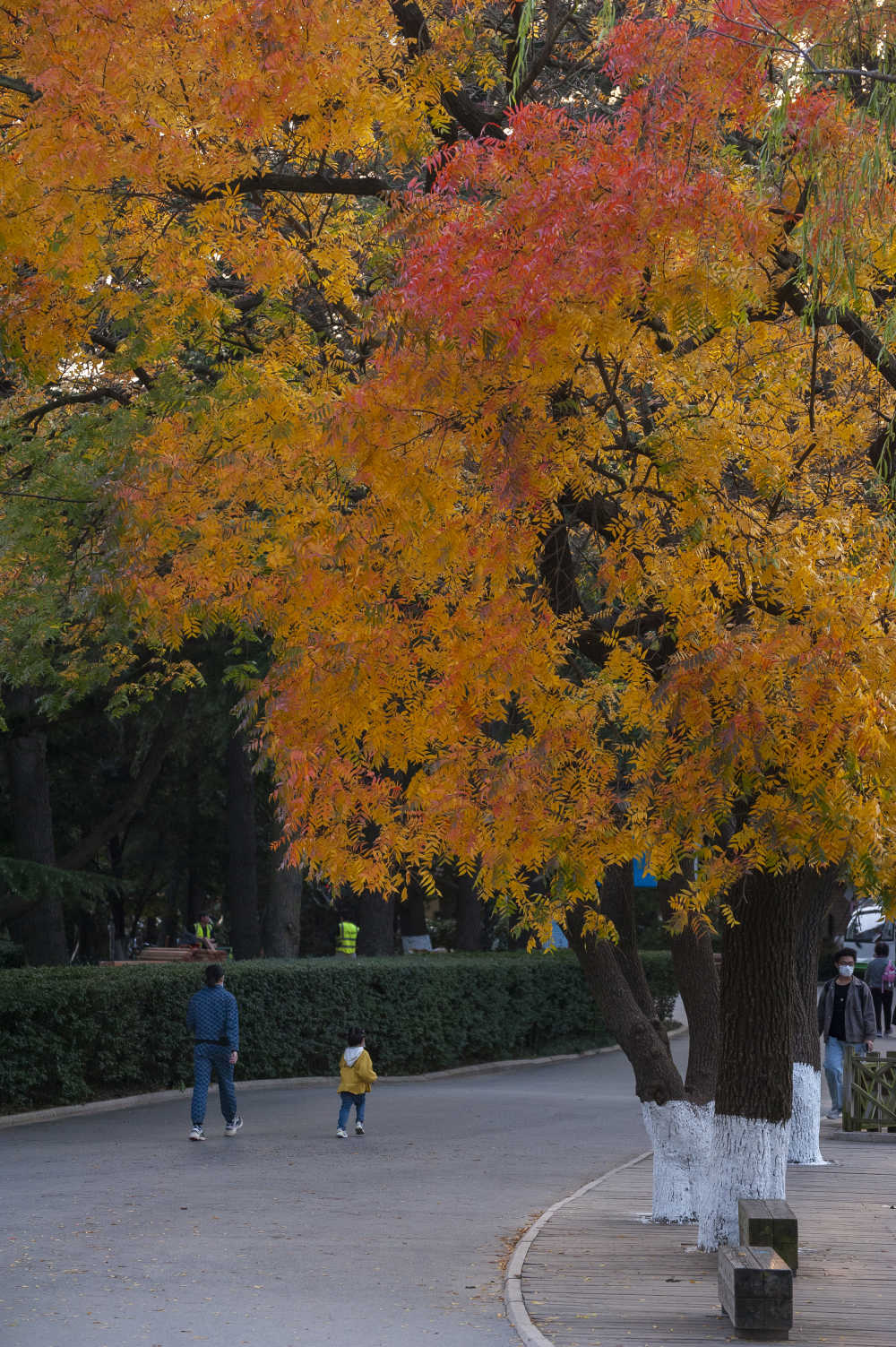 中山公园的秋天