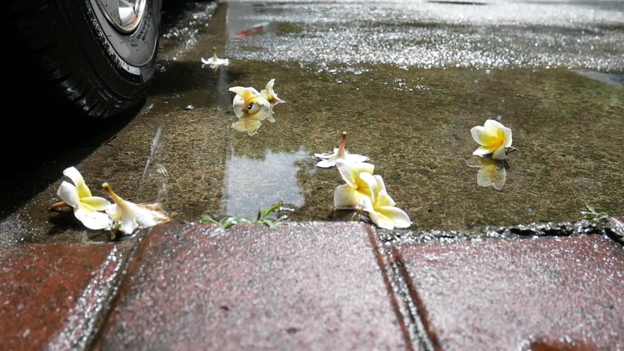 雨后车轮边的鸡蛋花