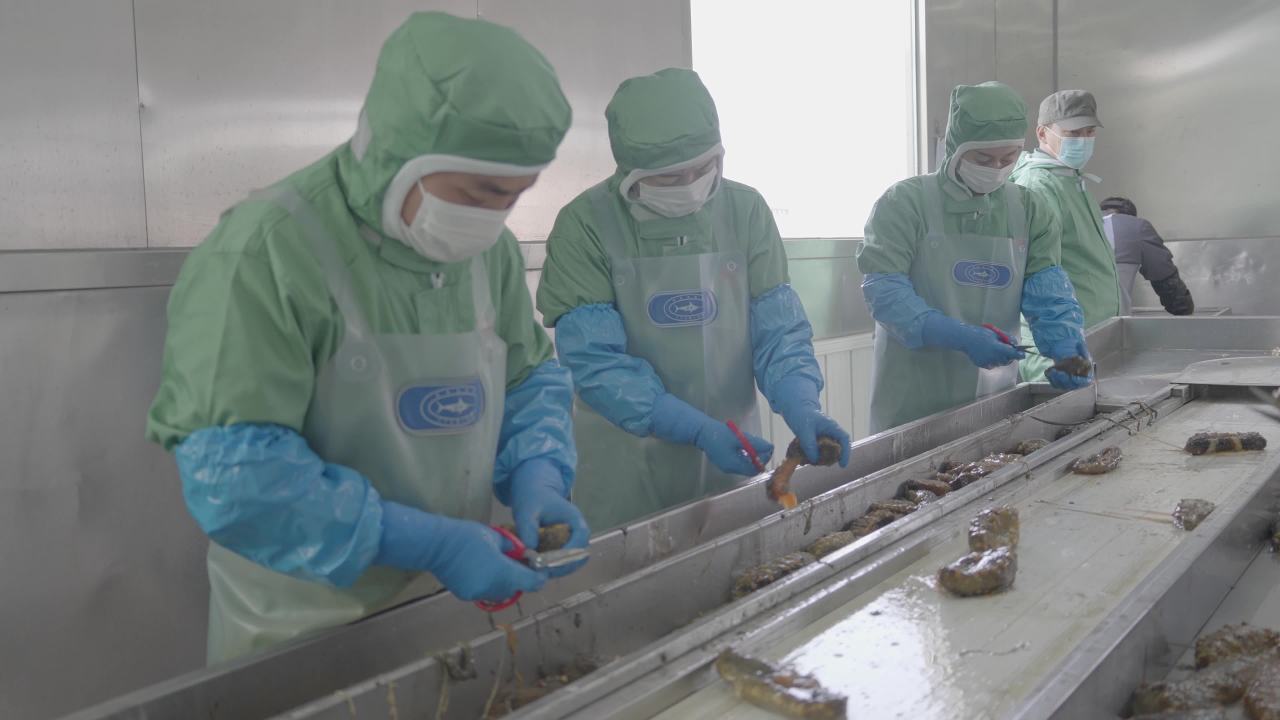 海参加工流水线作业