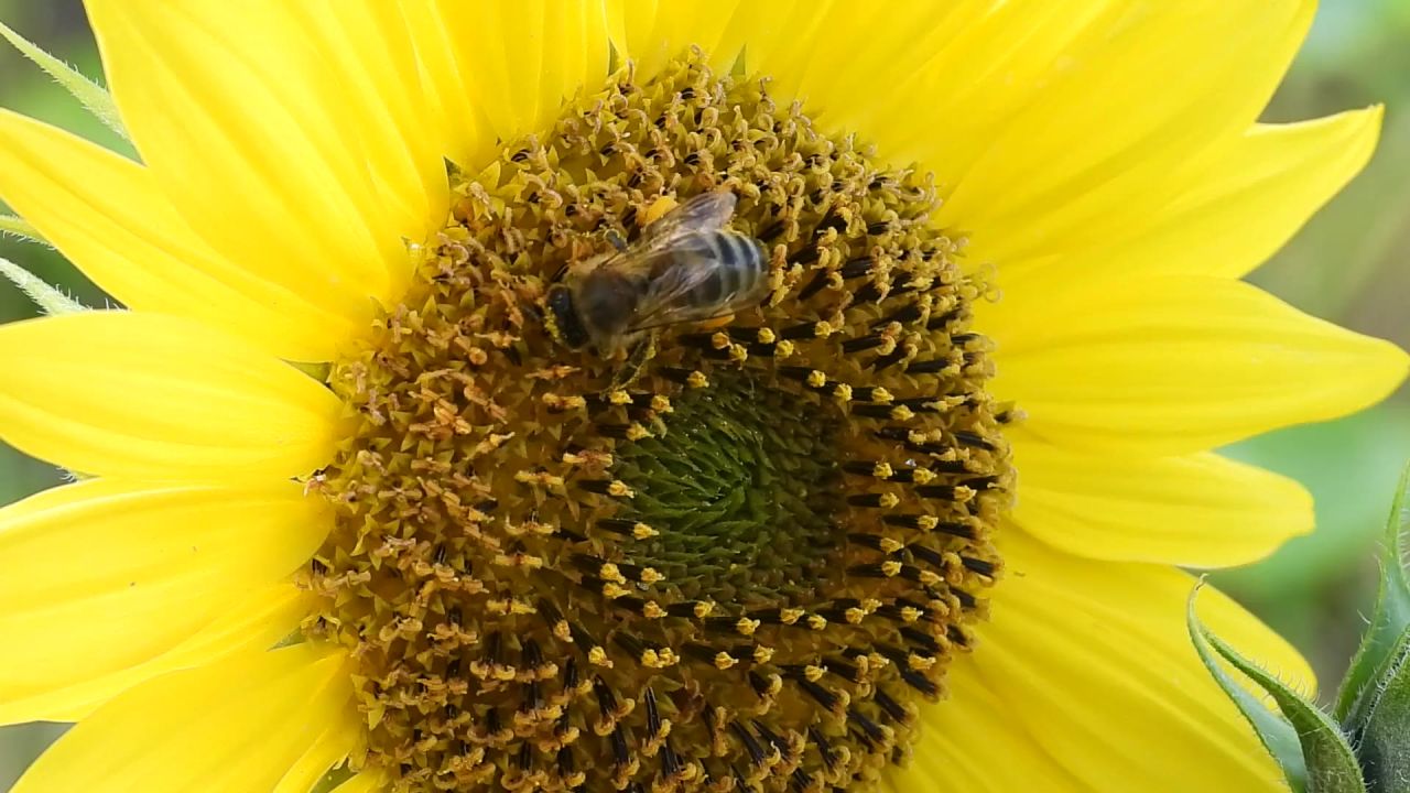 蜜蜂向日葵黄色花