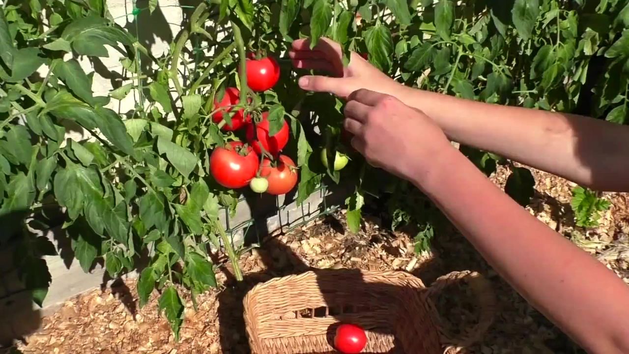 西红柿成熟的西红柿