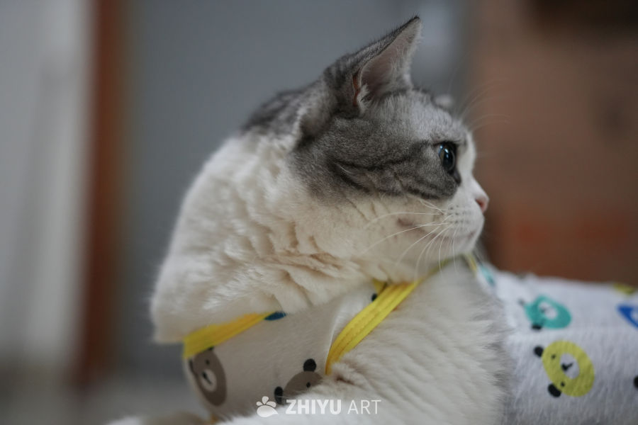 猫咪 22