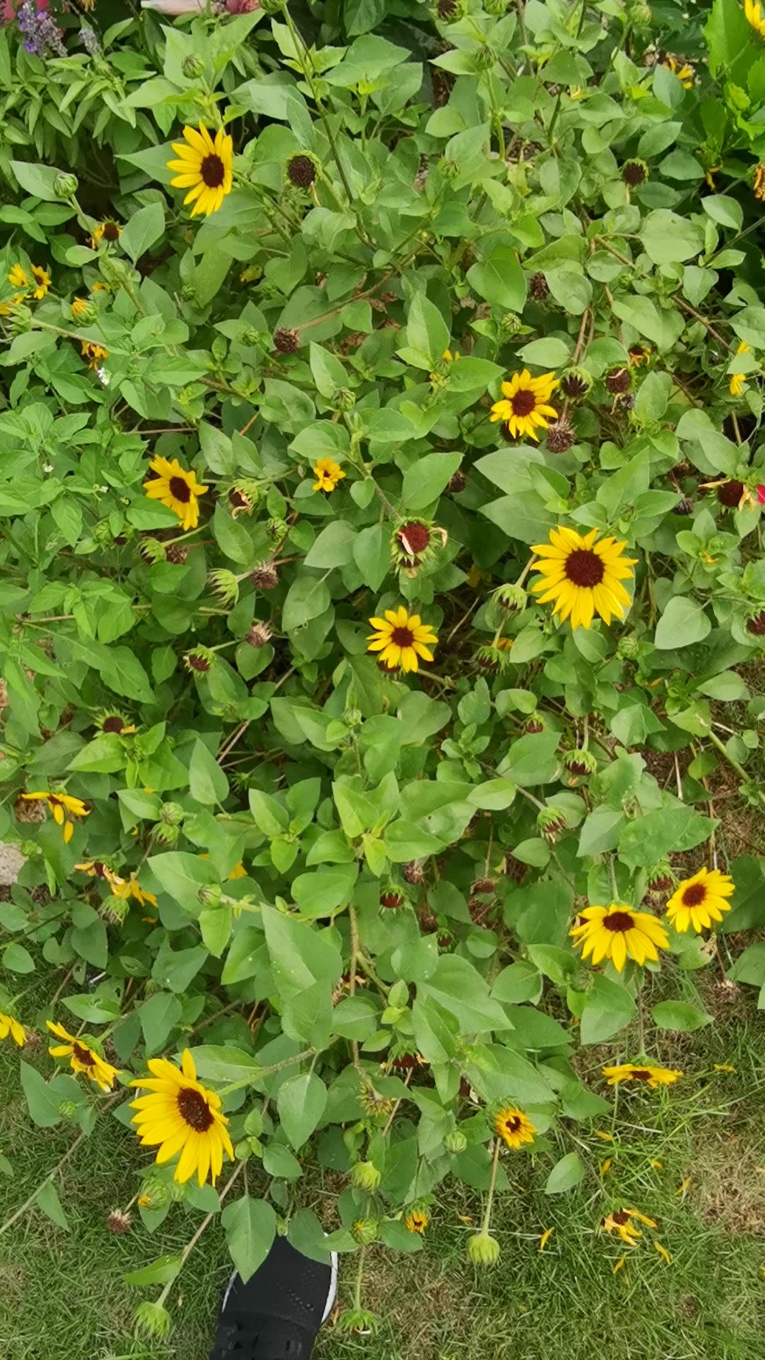 阳光下的花