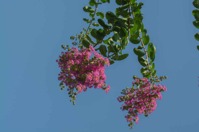 蓝天下盛开的花