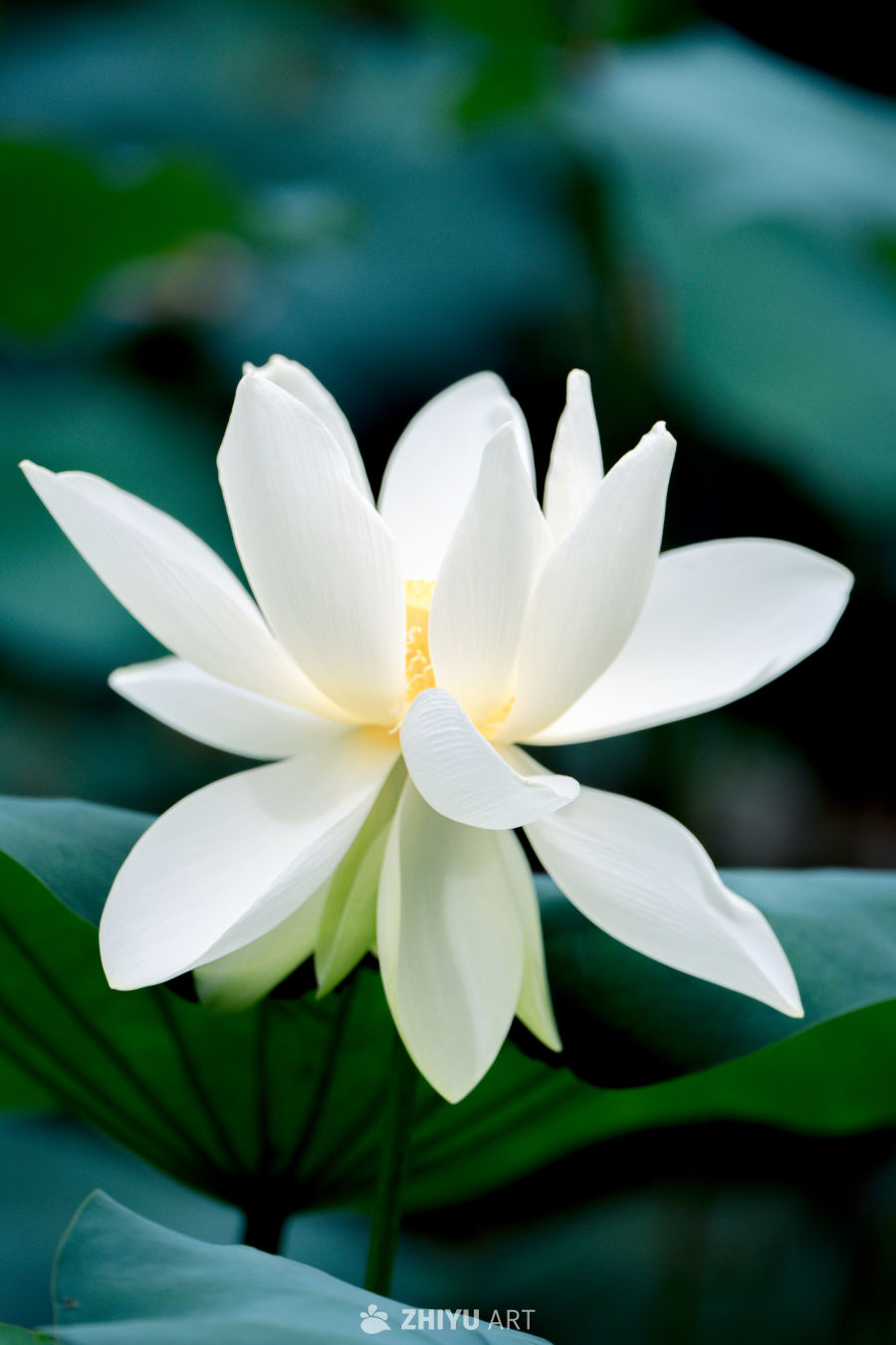荷花 33
