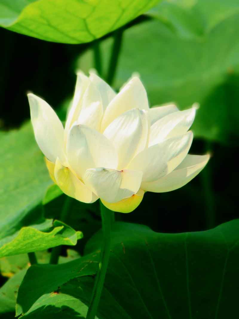 荷花（大光圈虚化） 1