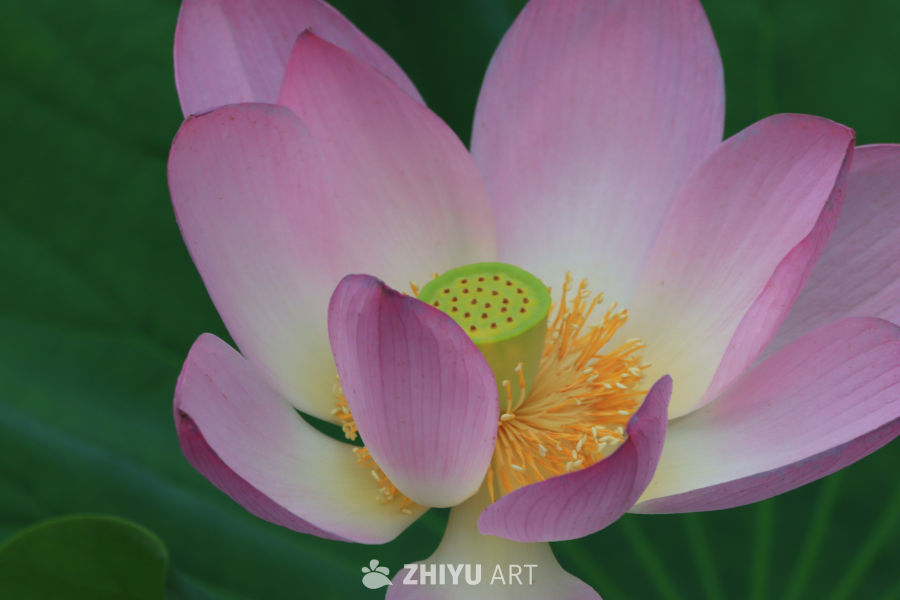 荷花 14
