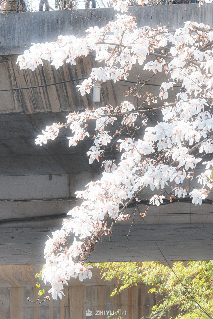 木兰花