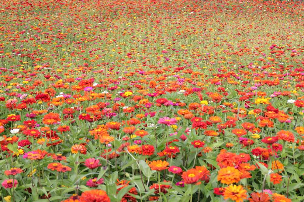 花海