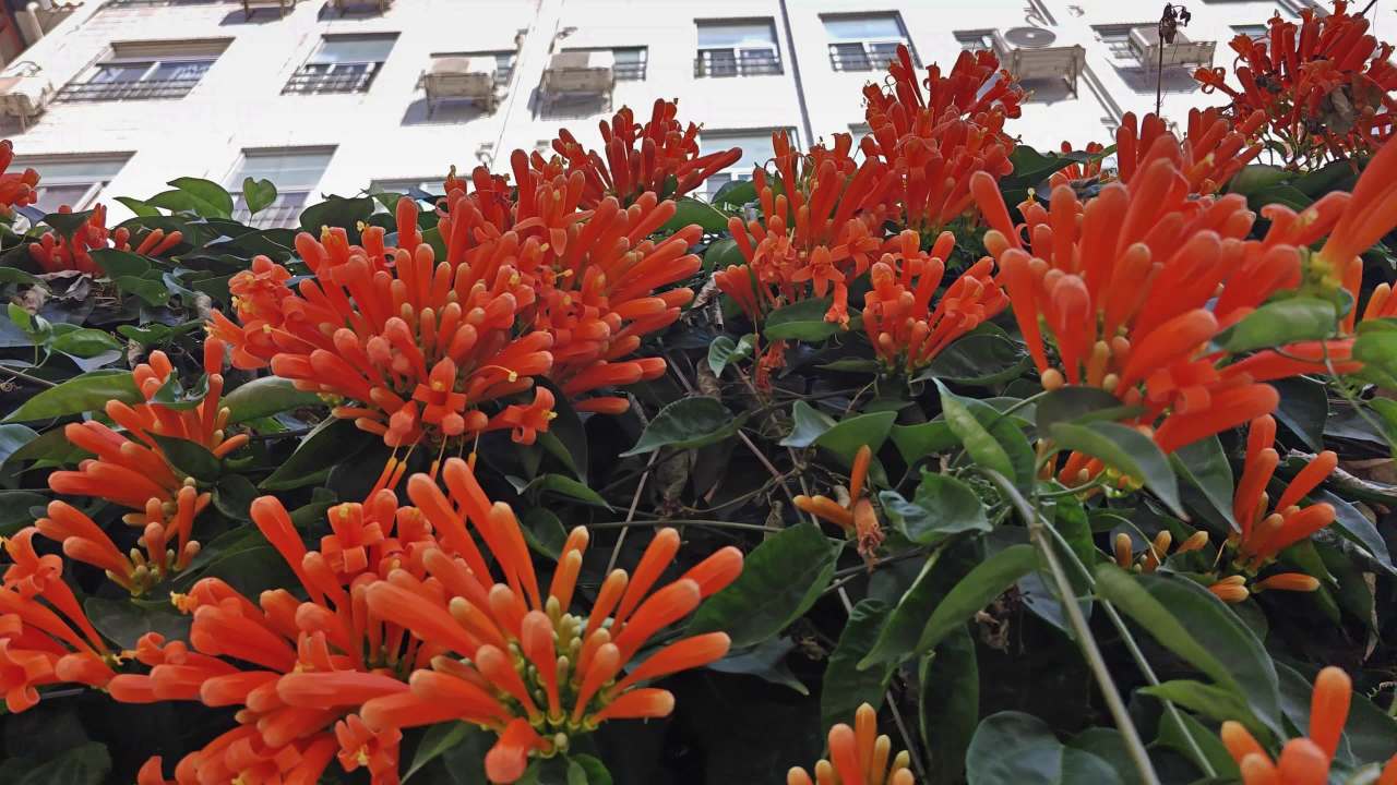 4K春天炮仗花盛开 6