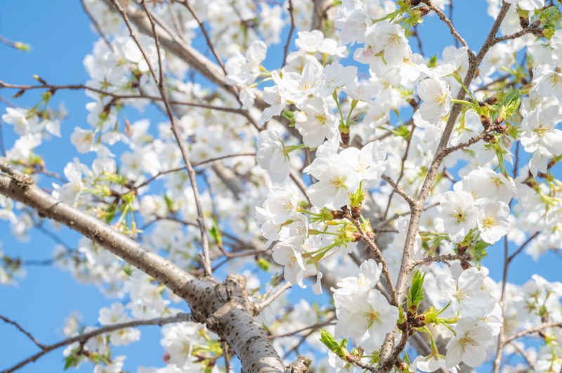 樱花