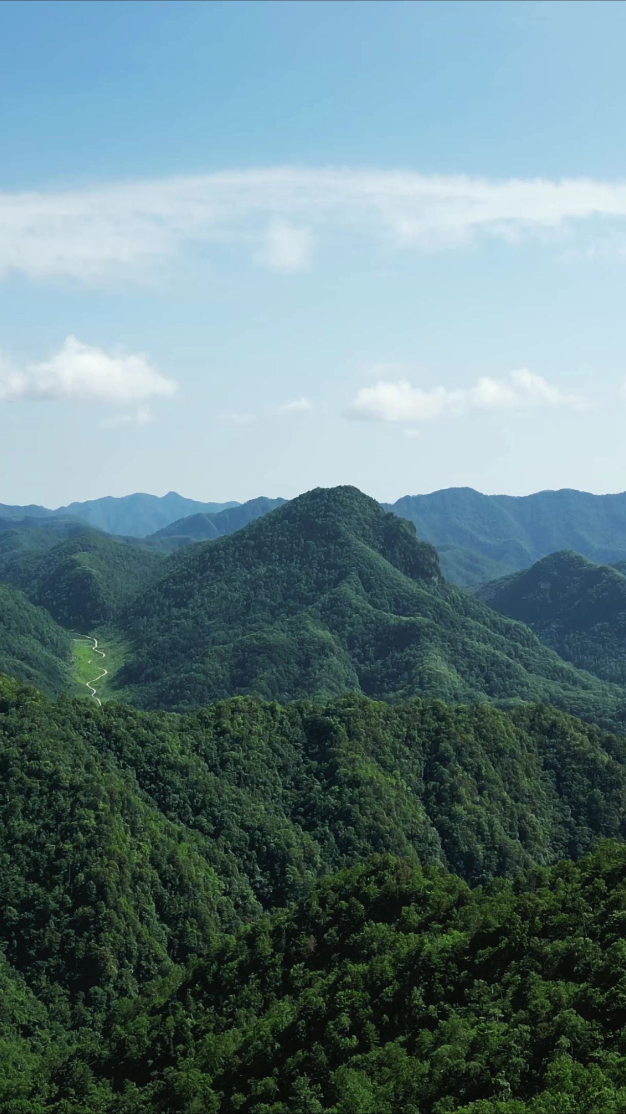 大自然绿色植物森立竖屏航拍